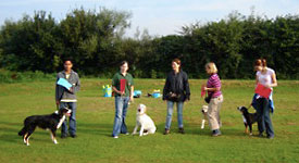 hondenschool barneveld
