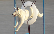chiboba